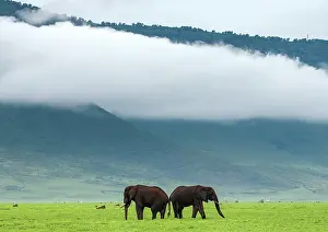 Bare: Pair of African elephants (Loxodonta africana) i