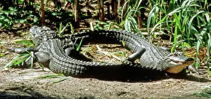 Bask: Pair of American Alligators sunning