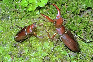 Lucanidae: Pair of American Stag Beetles, Lucanus elaphus