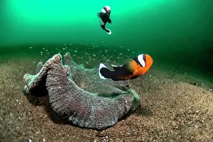 Clownfish: Pair of animals from Saddleback clownfish (Amphiprion
