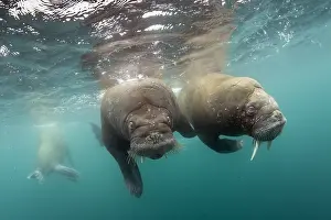 Odobenidae: Pair of Atlantic walrus (Odobenus rosmarus), Spitsbergen