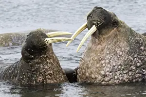 Odobenidae: Pair of Atlantic walrus (Odobenus rosmarus), one