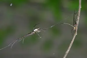 Jawed: Pair of Big-Bellied Tylorida Spiders on web and