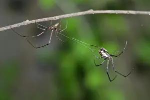 Jawed: Pair of Big-Bellied Tylorida Spiders on web and