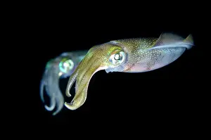 Skirt: Pair of Bigfin Reef Squid during night dive Batu
