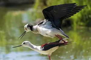 Avocet: A pair of birds in flight and mating behaviour over a pond