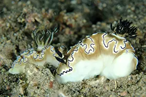 Besar: Pair of Black-margined Glossodoris Nudibranchs Serena