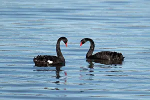 Colin Marshall: Pair of Black Swans