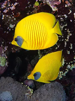 Butterflyfish: Pair of bluecheek butterflyfish (Chaetodon semilarvatus)