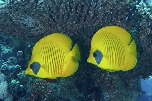 Butterflyfish: Pair of bluecheek butterflyfish (Chaetodon semilarvatus)
