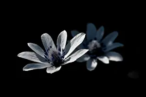 Hortensis: A pair of Broad Leaved Anemone