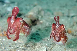 Ambon: Pair of Broadclub Cuttlefish