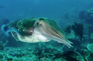 Cuttle: Pair of Broadclub Cuttlefish - Gili Mimpang dive