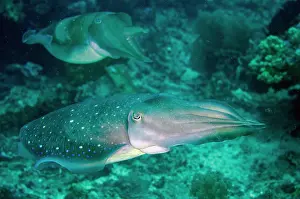 Cuttle: Pair of Broadclub Cuttlefish - Gili Mimpang dive