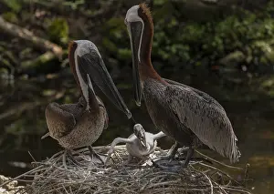 Pelicans: Pair of Brown Pelicans, Pelecanus occidentalis