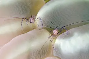 010821: Pair of Bubble Coral Shrimps in Bubble Coral (Plerogyra