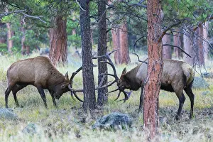 Dominance: Pair of bull elk fight among the Ponderosa pines for control