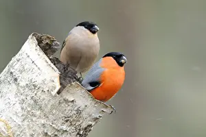 Taiga: A pair of Bullfinches (Pyrrhula pyrrhula) perch