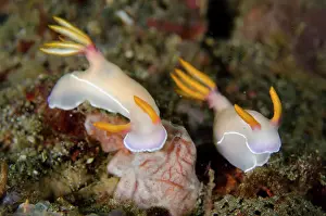 Gill: Pair of Bullock's Hypselodoris Nudibranches