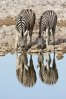 Quagga: Pair of Burchell's Zebra (Equus quagga burchel