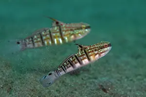Stripe: Pair of Calico Gobies