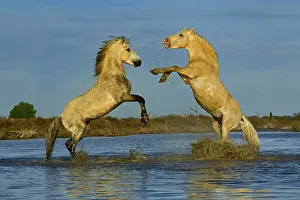Kicking: Pair of Camargue Horse stallions fighting