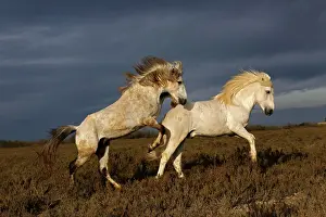 Stallion: Pair of Camargue horse stallions fighting
