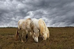 Stallion: Pair of Camargue horse stallions, southern