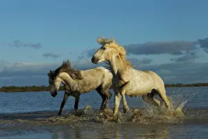 Stallion: Pair of Camargue stallions fighting, southern