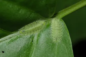 Riodinidae: Pair of Caterpillars of the Metalmark Butterfliy