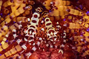 Shrimps: Pair of Colemans shrimp (Periclimenes colemani)