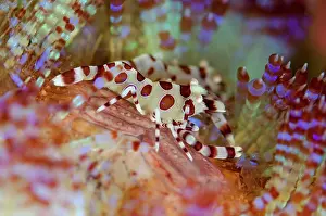Painful: Pair of Coleman's Shrimps in Fire Urchin (Asthenosoma