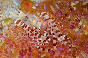 Painful: Pair of Coleman's Shrimps in Fire Urchin (Asthenosoma