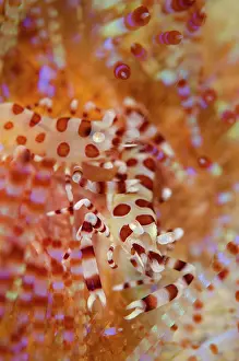 Painful: Pair of Coleman's Shrimps in Fire Urchin (Asthenosoma