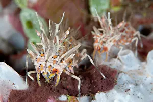 Phyllognathia: Pair of Colorful Tiger Shrimp