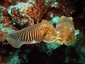 Social: Pair of common cuttlefish (Sepia officinalis), common