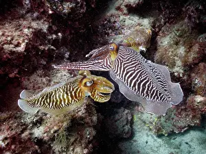 Officinalis: Pair of common cuttlefish (Sepia officinalis), El