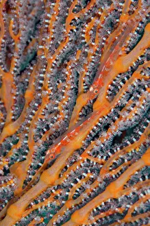 Polyp: Pair of Common Ghostgobies