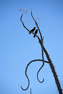 Boojum: Pair of common ravens perched in a boojum tree