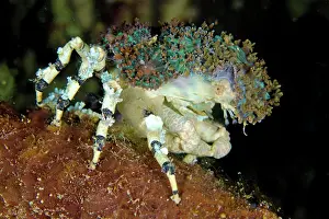 Corallimorph: Pair of Corallimorph Decorator Crabs using Corallimorphs