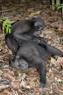 Nigra: Pair of Crested Black Macaque Monkeys grooming -