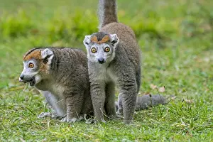 Coronatus: Pair of crowned (Lemur coronatus) lemurs (Eulemur