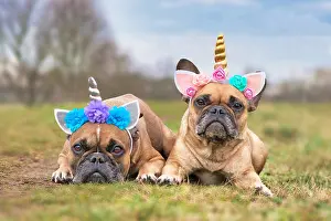 Headband: Pair of cute French Bulldog dogs dressed up with