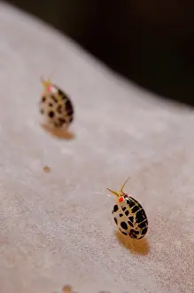 Sponge: Pair of Dalmatian Ladybug Amphipods - on sponge