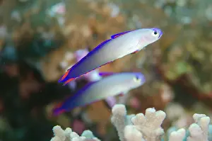 Decorated: Pair of Decorated Dartfish