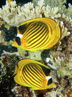 Butterflyfish: Pair of diagonal butterflyfish (Chaetodon fasciatus)