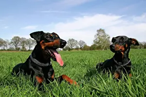Pinschers: Pair of doberman pinschers - doberman - male (left