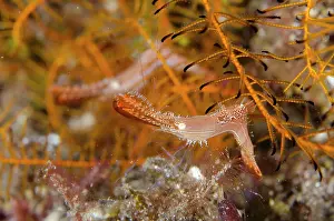 Donald: Pair of Donald Duck Shrimps - in Crinoid (Comatulida