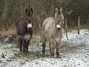 Sa Ne: A pair of donkeys in winter in Haute-Saone