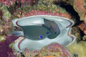 Tending: Pair of Dusky Chromis tending eggs - in empty Variable Thorn